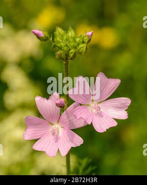 Two Roses With Stem Two white hollyhock flowers blooming on the stem in outdoor sunlight ...
