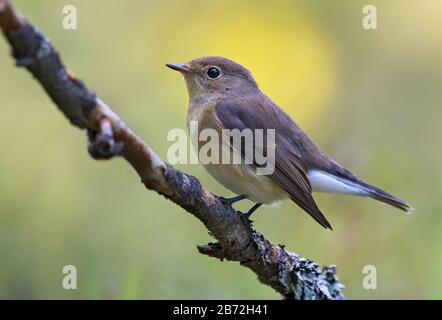 Young female Red-breasted flycatcher (ficedula parva) full body graceful posing on small branch with clean background Stock Photo