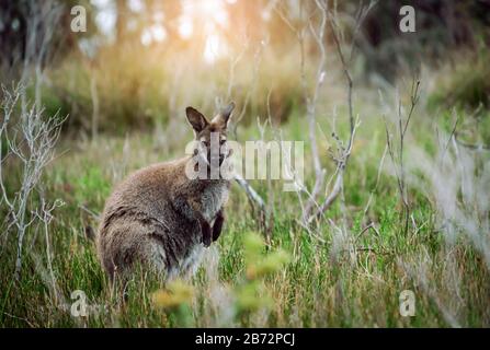 Wild wallaby hopping in bushes in Tasmania, Australia. Stock Photo
