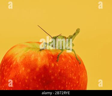 A green grasshopper sitting on a red apple against an orange background Stock Photo