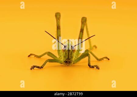 A green grasshopper crouching ready to leap, isolated on an orange background Stock Photo