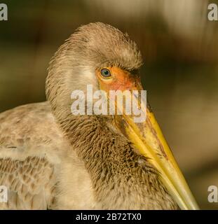 young yellow billed stork (mycteria ibis linnaeus) detail portrait in zoo pilsen Stock Photo