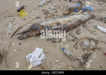Dolphin thrown out by the waves lies on the beach is surrounded by plastic garbage. Bottles, bags and other plastic debris near is dead dolphin Stock Photo