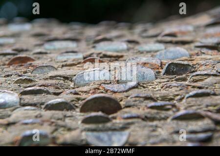 Close up of coins embedded in a money tree near Bolton Abbey Stock Photo