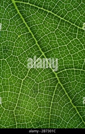 green leaf with anatomy and structure, macro view anatomy and texture green leaf. Stock Photo