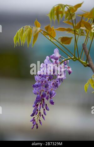 Bunch of wisteria in full bloom Stock Photo