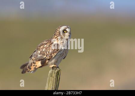 Short-eared owl (Asio flammeus) sitting on fence post, Lauwersmeer National Park, Netherlands Stock Photo