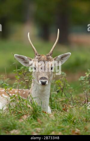 Fallow deer (Dama dama), juvenile male buck sits in woodland, animal portrait, Surrey, England, United Kingdom Stock Photo