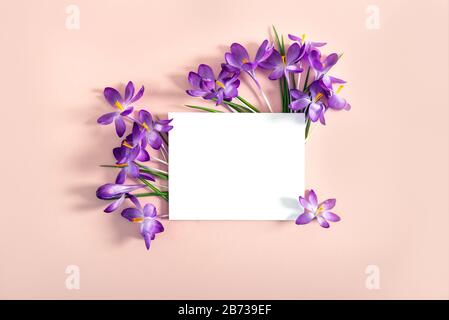 Creative layout made with spring crocus flowers on pink background. Flat lay. Mock up and place for text. Spring minimal concept. Stock Photo