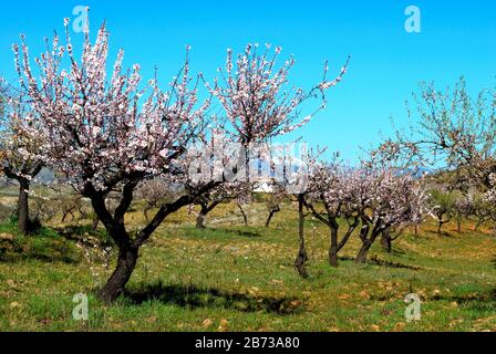 Almond trees with pink blossom, Cadiar, Las Alpujarras, Granada Province, Spain, Western Europe. Stock Photo