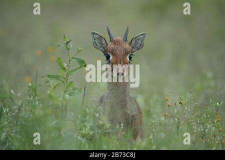 Kirk's dik-dik is a small antelope native to Eastern Africa and one of four species of dik-dik antelope. Stock Photo