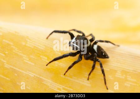 Hasarius adansoni, known commonly as Adanson's house jumper, India Stock Photo