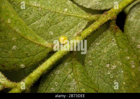 Egg of Common Mormon on Curry Leaves Plant, India Stock Photo