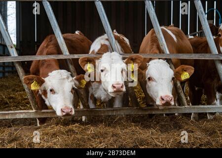 calves ,  mix of beef and dairy Stock Photo