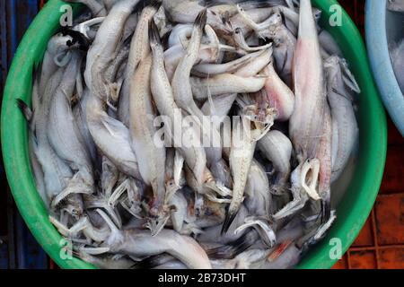 Fresh sea fish Bombay duck or Bombil and ingredients for cooking, green ...