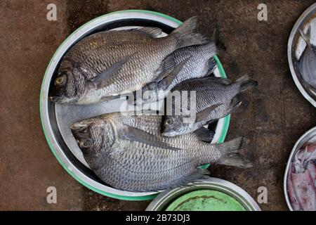 Carp fish scales grunge texture back ground Stock Photo - Alamy