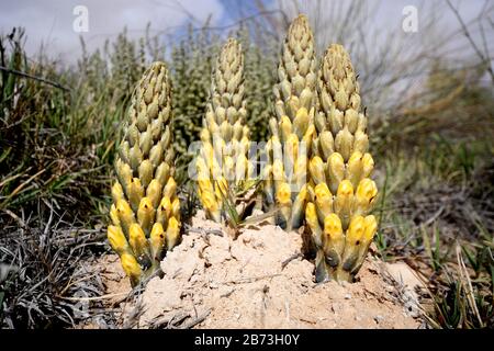 Yellow or desert broomrape, Cistanche tubulosa.  This plant is a parasitic member of the broomrape family. Photographed in the Negev Desert, Israel Stock Photo