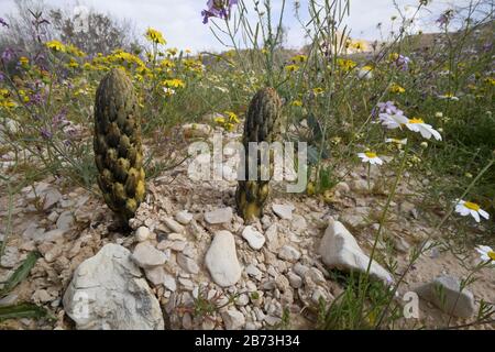 Yellow or desert broomrape, Cistanche tubulosa.  This plant is a parasitic member of the broomrape family. Photographed in the Negev Desert, Israel Stock Photo