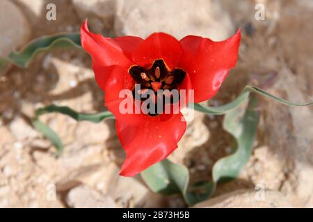 Blooming wild Desert Tulip (Tulipa systola) Photographed in Wadi Zin, Negev, Israel in March Stock Photo