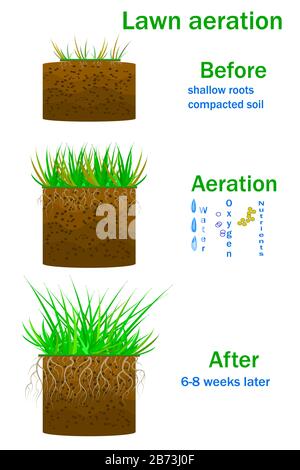 Lawn aeration stage illustration. Before and after aeration infographics. Gardening grass lawn care, landscaping, lawn grass care service.Stock vector Stock Vector