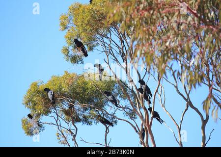 Wild Forest Red-tailed Black Cockatoo Stock Photo