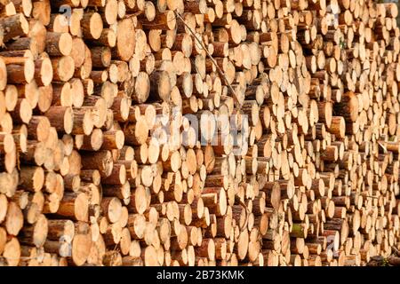 Close-up of a huge woodpile in the forest with tree trunks felld because of pest infestation. Seen near Nuremberg in Bavaria, Germany, in March Stock Photo