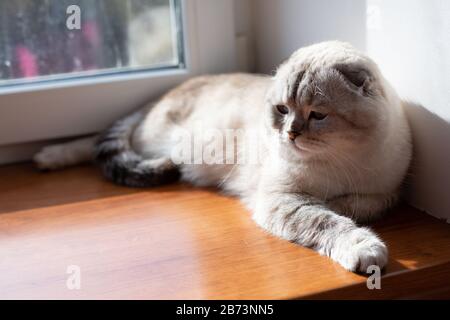 Scottish light gray cat breed. The cat is basking in the sun by the window. Stock Photo