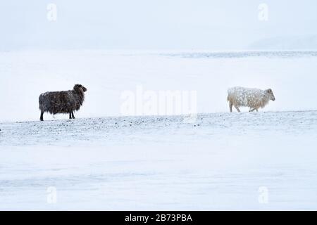 Two Icelandic  sheep one black,one white walking across  bleak wild snowscape with gently falling snow. Their long fleeces are covered in frozen snow Stock Photo