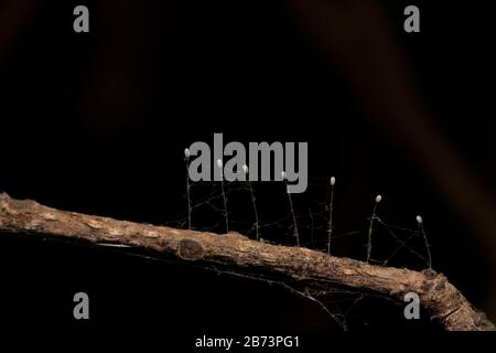 Lacewing insect eggs will  attached by fine filaments to the surface of leavest-eggs-larva Stock Photo