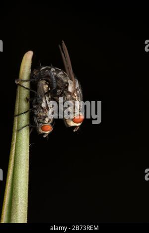 Mating Pair of Sarcophaga bercaea, Flesh Flies Stock Photo