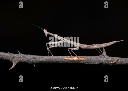 Stick Mantis, Archimantis latistyla, Pune, Mahatashtra, India Stock Photo