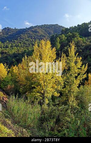 Spain, Castillón (Valencia), Algimia de Almonacid, CV-215, scenery, mountains, autumn colouring, trees, plants, mountains, scenery, place of interest, Stock Photo