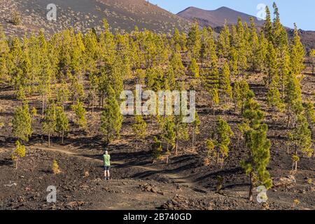 Walking on a route between Samara mountain and Teide in the National park, Las Canadas del teide, Tenerife, Canary Islands, Spain Stock Photo