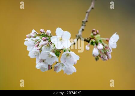 Close up of blossom of Prunus × yedoensis, Prunus × yedoensis 'Somei-yoshino' or Yoshino cherry isolated on a light brown background Stock Photo