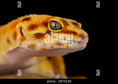 Leopard gecko (Eublepharis macularius) Stock Photo