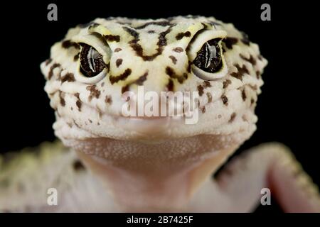 Iranian fat tailed gecko (Eublepharis angramainyu) Stock Photo