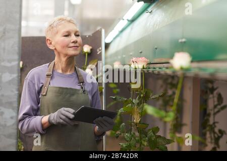 Mature woman with short hair and in apron using digital tablet while growing young roses in greenhouse Stock Photo