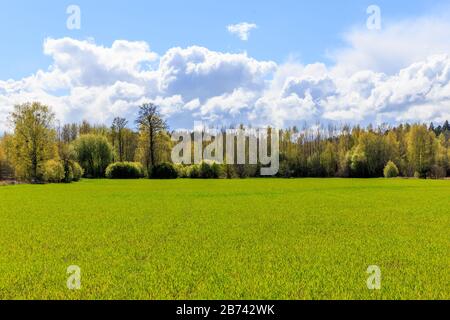 Bright spring beautiful landscape, green field, sunny weather, Green field and blue sky. Stock Photo