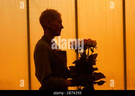 Side view of mature woman holding roses in her hands and enjoying their beauty she standing in greenhouse Stock Photo