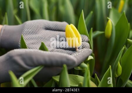 Close-up of gardener in gloves holding yellow tulip in her hands while working in greenhouse Stock Photo