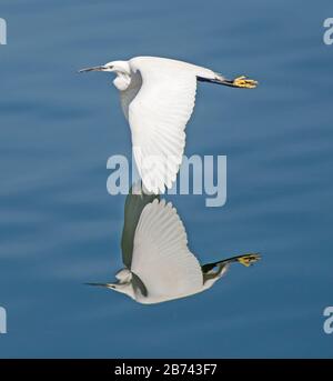 Little egret egretta garzetta wild bird in flight flying over river water in rural setting with reflection Stock Photo