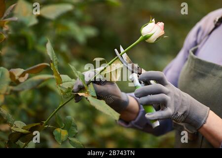 Close-up of woman in gloves cutting branch of white rose in greenhouse Stock Photo