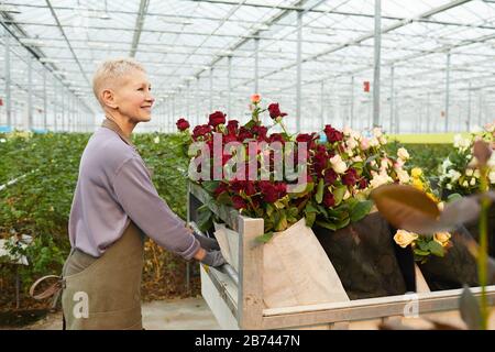 Mature smiling woman in apron driving a cart full of red roses she picking young roses up in the greenhouse Stock Photo