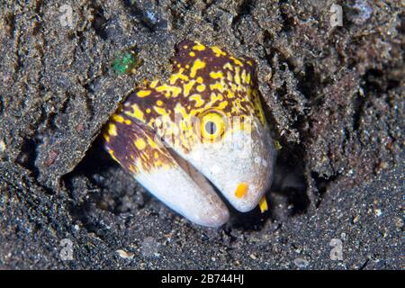 Snowflake moray eel (Echidna nebulosa) Lembeh Strait, Indonesia Stock Photo
