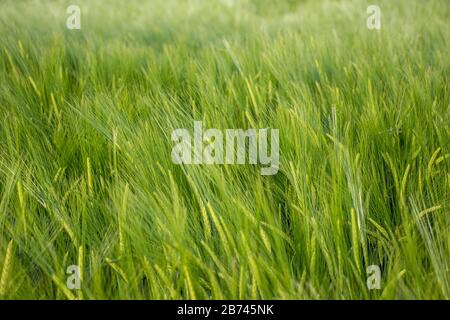 Landscape of Barley Field in early Summer Stock Photo