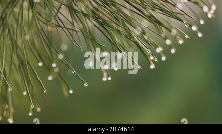 Pine branch with green needles in raindrops closeup. Water drops on the needle ends Stock Photo