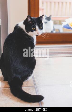 Black and white cat in the kitchen Stock Photo