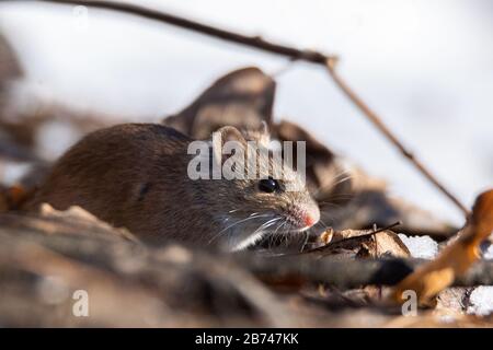 Wild wood mouse sitting on the forest floor. Wild Wood mouse resting on the root of a tree on the forest floor with lush green vegetation. House Mouse Stock Photo