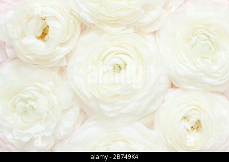 Cream ranunculus flowers close up.  Spring concept Stock Photo