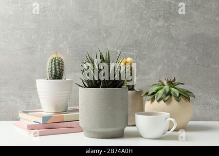 Succulent plants, coffee and notebooks against grey background. Houseplants Stock Photo